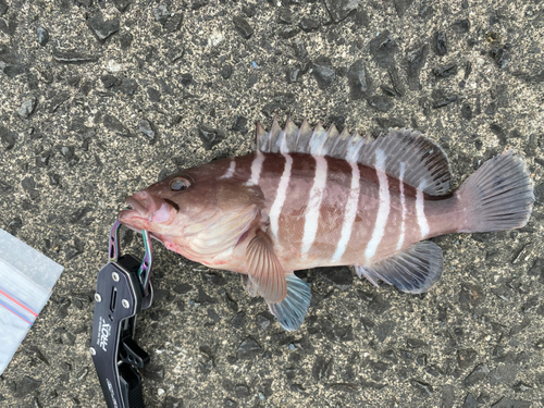 マハタの釣果