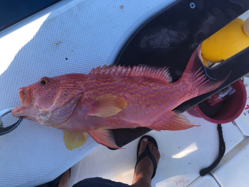 オジロバラハタの釣果