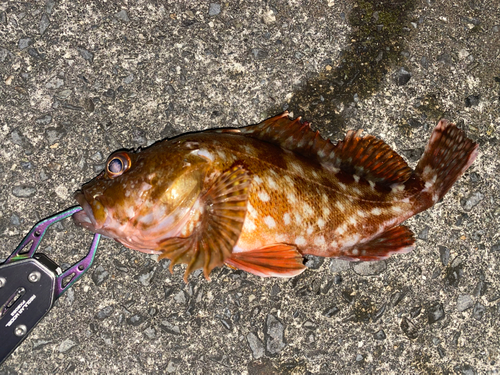 カサゴの釣果