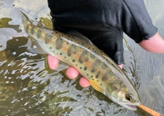 ヤマメの釣果