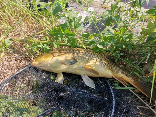 コイの釣果