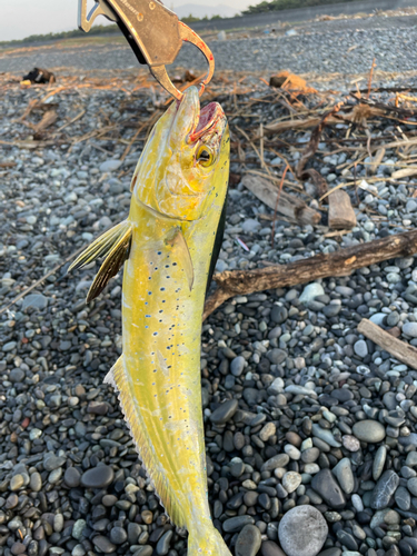 シイラの釣果