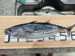 カツオの釣果