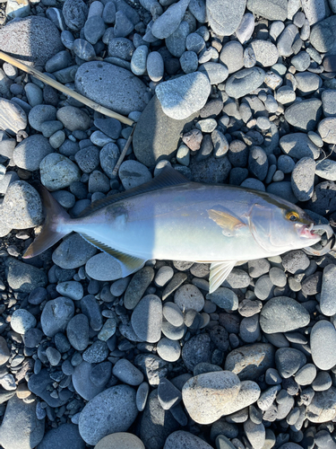 ショゴの釣果