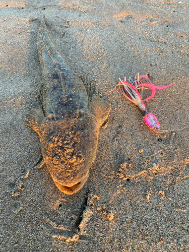 マゴチの釣果