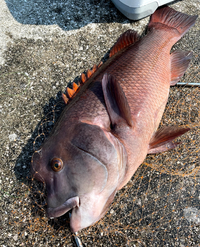 コブダイの釣果