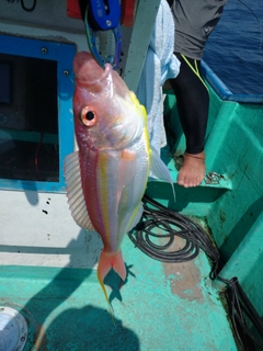 イトヨリダイの釣果