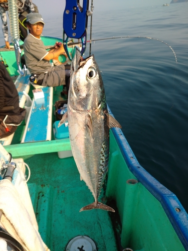 サバの釣果