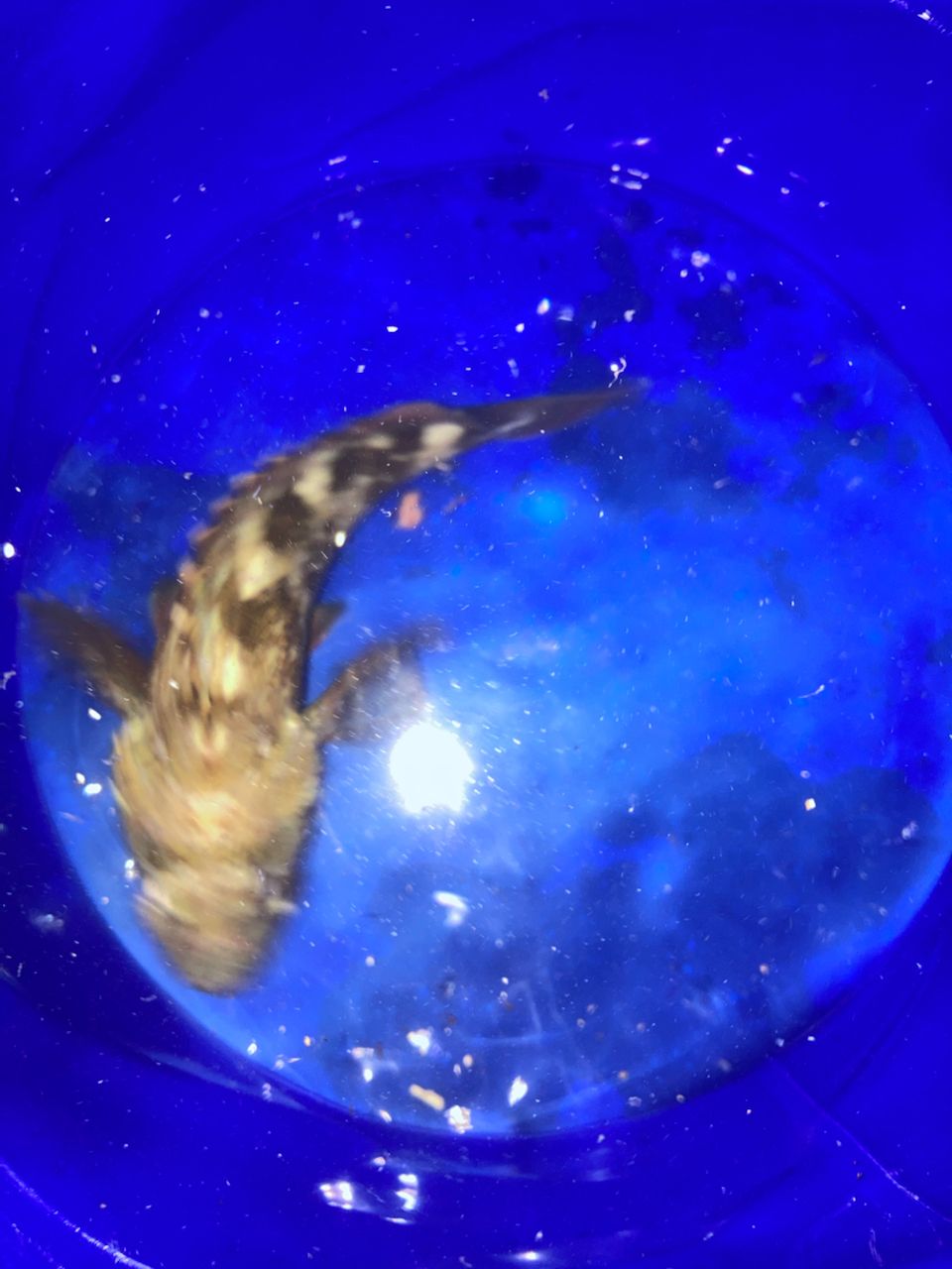 カサゴ