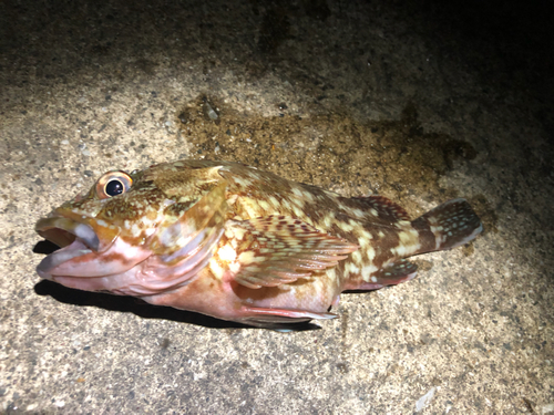 カサゴの釣果