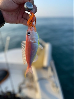 イトヨリダイの釣果