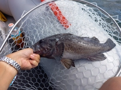 クロソイの釣果