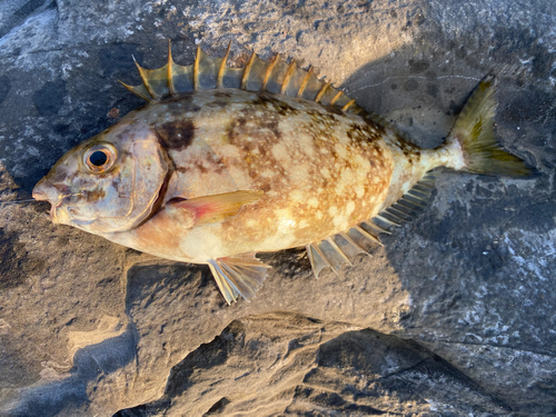 アイゴの釣果