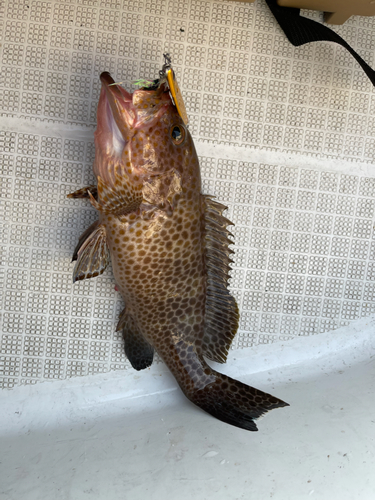 オオモンハタの釣果