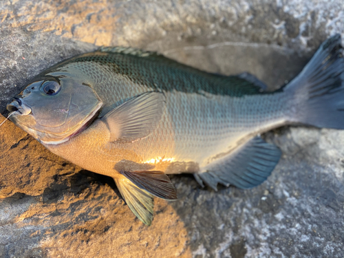 メジナの釣果