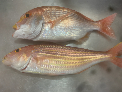 レンコダイの釣果