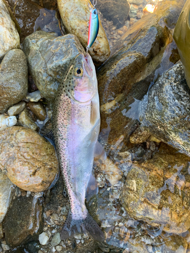 ニジマスの釣果