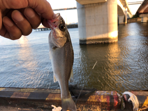 セイゴ（マルスズキ）の釣果