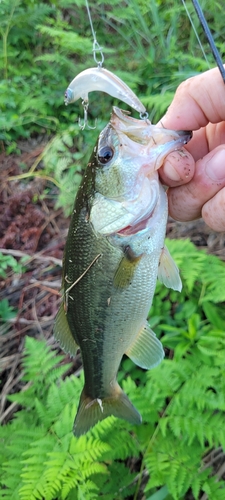 ラージマウスバスの釣果