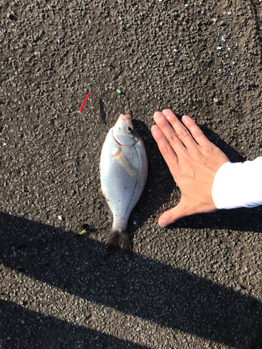 ウミタナゴの釣果