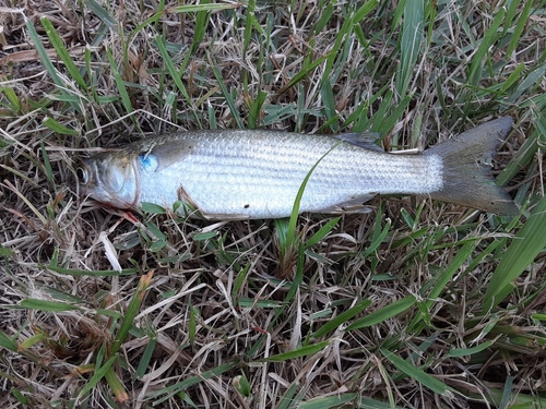 ボラの釣果