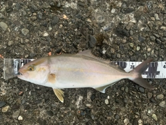 カンパチの釣果