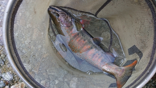 アマゴの釣果