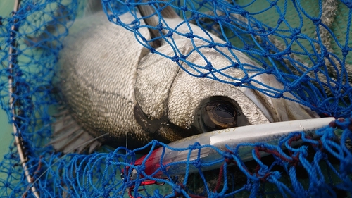 ヒラスズキの釣果