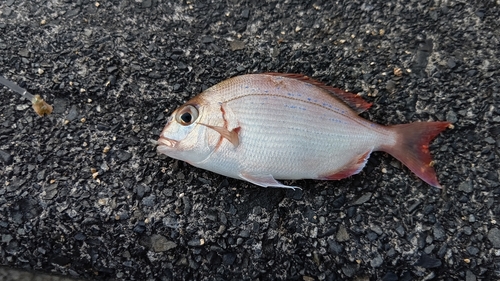 チダイの釣果