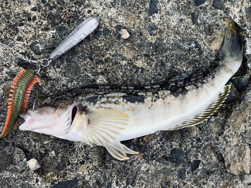 アイナメの釣果