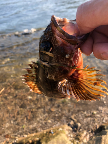 ガシラの釣果