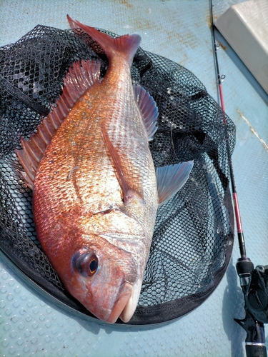 マダイの釣果