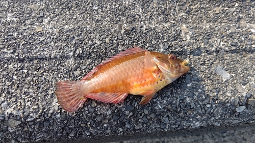 アカササノハベラの釣果