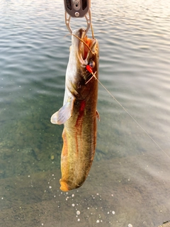 ナマズの釣果