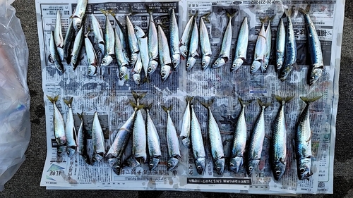 サバの釣果