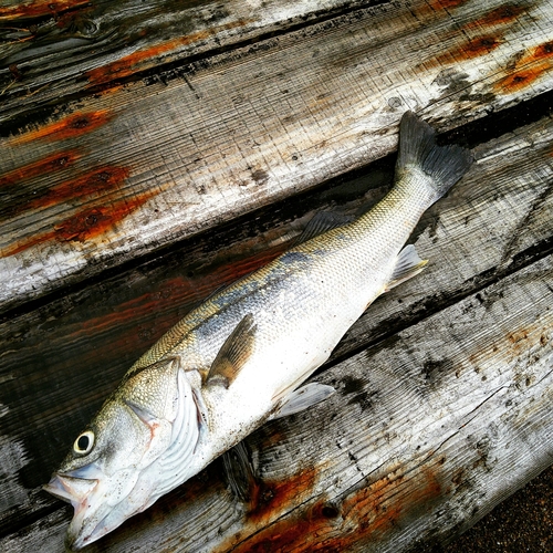 釣果