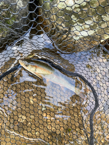 ウグイの釣果