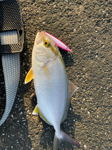 ショゴの釣果