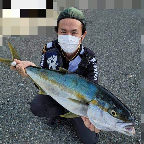 ヒラマサの釣果