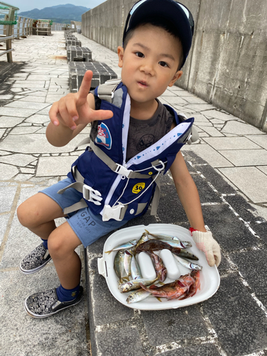 アジの釣果