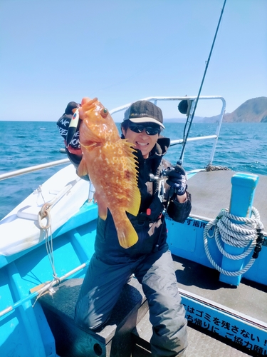 アコウの釣果