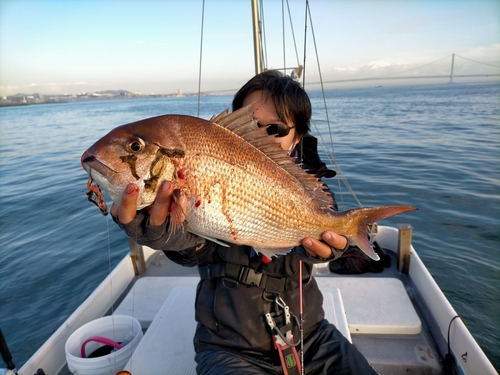 マダイの釣果