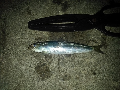 ウルメイワシの釣果