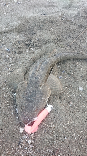 マゴチの釣果