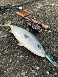 イナダの釣果