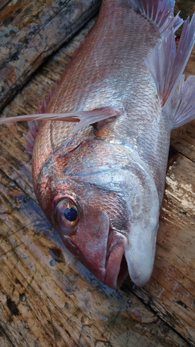 タイの釣果