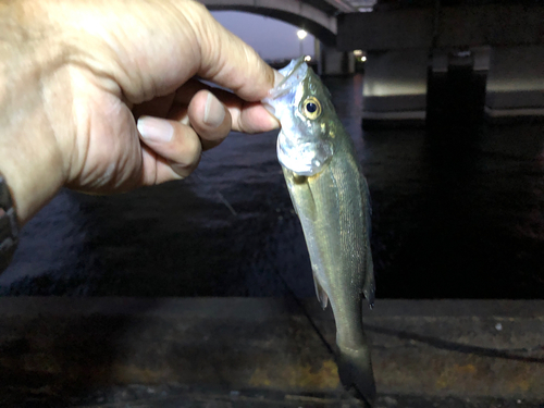 セイゴ（マルスズキ）の釣果