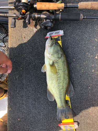 ブラックバスの釣果