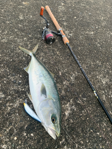 イナダの釣果