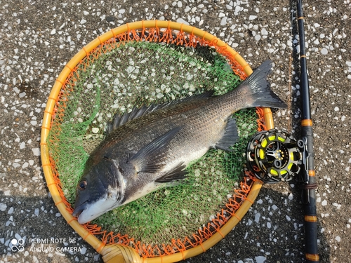 クロダイの釣果